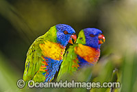 Rainbow Lorikeets Trichoglossus haematodus Photo - Gary Bell