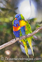 Rainbow Lorikeets Photo - Gary Bell