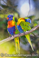 Rainbow Lorikeets Trichoglossus haematodus Photo - Gary Bell