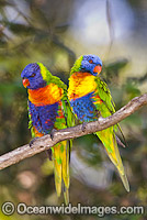 Rainbow Lorikeets Photo - Gary Bell