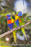 Rainbow Lorikeets Trichoglossus haematodus Photo - Gary Bell