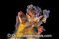 Spider Crab Schizophrys aspera Photo - Gary Bell