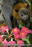 Fruit bat feeding on pollen Photo - Gary Bell