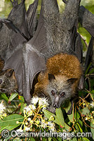 Grey-headed Flying-fox Photo - Gary Bell