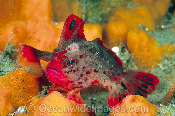 Red Handfish Thymichthys politus photo Red Handfish Thymichthys politus photo