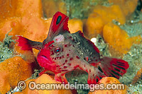 Red Handfish Thymichthys politus Photo - Gary Bell
