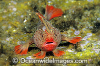 Red Handfish Photo - Gary Bell