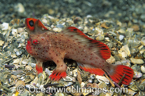 Red Handfish Thymichthys politus photo Red Handfish Thymichthys politus photo