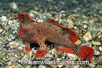 Red Handfish Thymichthys politus Photo - Gary Bell