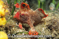 Red Handfish Thymichthys politus Photo - Gary Bell