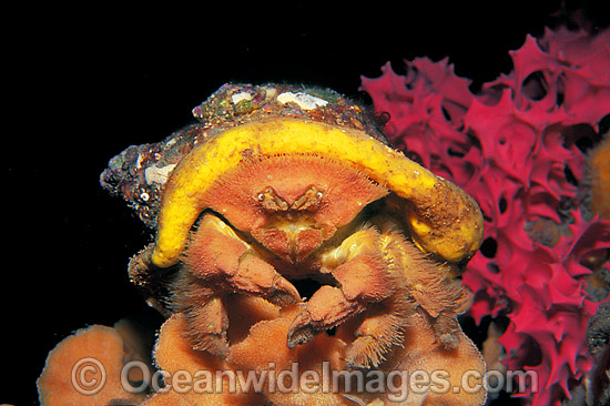 Fringed Sponge Crab with Sponge photo Fringed Sponge Crab with Sponge photo