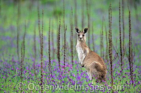Eastern Grey Kangaroo Macropus giganteus photo Eastern Grey Kangaroo Macropus giganteus photo