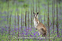 Eastern Grey Kangaroo Macropus giganteus Photo - Gary Bell