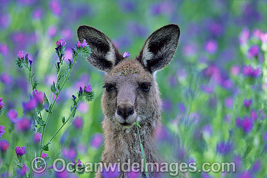 Eastern Grey Kangaroo photo Eastern Grey Kangaroo photo