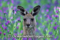 Eastern Grey Kangaroo Photo - Gary Bell