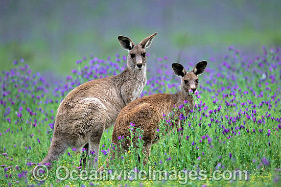 Eastern Grey Kangaroo Macropus giganteus photo Eastern Grey Kangaroo Macropus giganteus photo