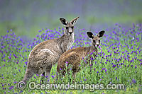 Eastern Grey Kangaroo Macropus giganteus Photo - Gary Bell