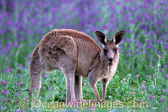 Eastern Grey Kangaroo Macropus giganteus photo Eastern Grey Kangaroo Macropus giganteus photo
