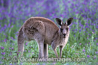 Eastern Grey Kangaroo Macropus giganteus Photo - Gary Bell