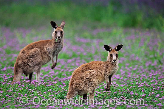 Eastern Grey Kangaroo photo Eastern Grey Kangaroo photo