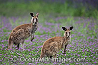 Eastern Grey Kangaroo Photo - Gary Bell