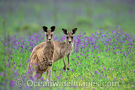 Eastern Grey Kangaroo Macropus giganteus photo Eastern Grey Kangaroo Macropus giganteus photo