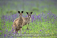Eastern Grey Kangaroo Macropus giganteus Photo - Gary Bell