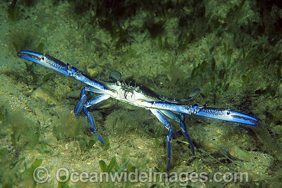 Blue Swimmer Crab Portunus pelagicus photo Blue Swimmer Crab Portunus pelagicus photo