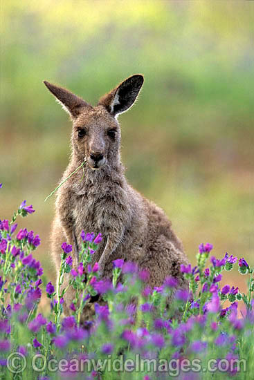 Eastern Grey Kangaroo Macropus giganteus photo Eastern Grey Kangaroo Macropus giganteus photo