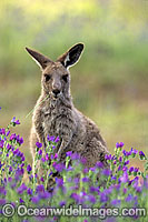 Eastern Grey Kangaroo Macropus giganteus Photo - Gary Bell