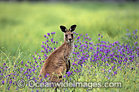 Eastern Grey Kangaroo Photo - Gary Bell