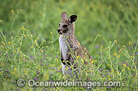 Eastern Grey Kangaroo Macropus giganteus Photo - Gary Bell