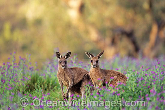 Eastern Grey Kangaroo Macropus giganteus photo Eastern Grey Kangaroo Macropus giganteus photo