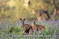 Eastern Grey Kangaroo Macropus giganteus Photo - Gary Bell