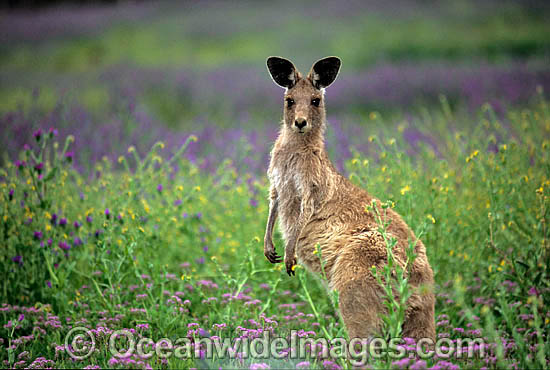 Eastern Grey Kangaroo photo Eastern Grey Kangaroo photo