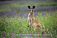 Eastern Grey Kangaroo Photo - Gary Bell