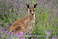 Eastern Grey Kangaroo Photo - Gary Bell