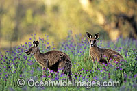 Eastern Grey Kangaroo Macropus giganteus Photo - Gary Bell