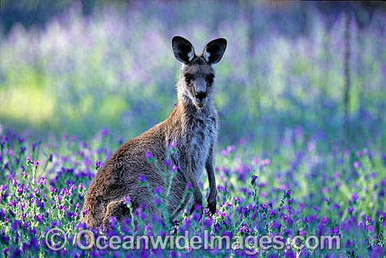 Eastern Grey Kangaroo photo Eastern Grey Kangaroo photo