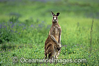 Eastern Grey Kangaroo Photo - Gary Bell