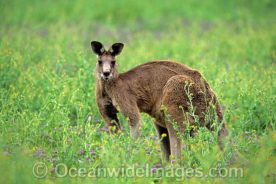 Eastern Grey Kangaroo Macropus giganteus photo Eastern Grey Kangaroo Macropus giganteus photo