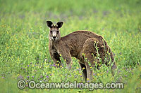 Eastern Grey Kangaroo Macropus giganteus Photo - Gary Bell