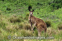 Eastern Grey Kangaroo Photo - Gary Bell