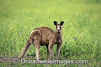 Eastern Grey Kangaroo Macropus giganteus Photo - Gary Bell