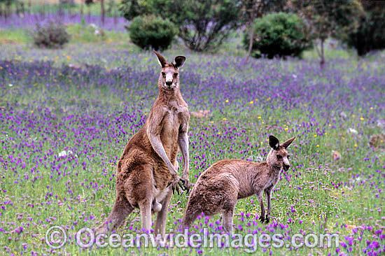 Eastern Grey Kangaroo Macropus giganteus photo Eastern Grey Kangaroo Macropus giganteus photo