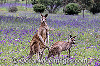 Eastern Grey Kangaroo Macropus giganteus Photo - Gary Bell
