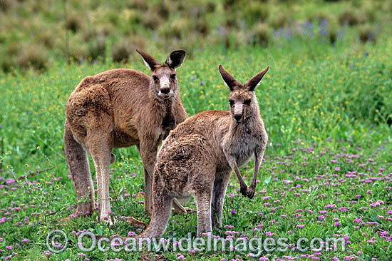Eastern Grey Kangaroo photo Eastern Grey Kangaroo photo