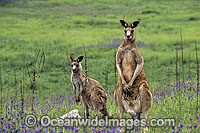 Eastern Grey Kangaroo Photo - Gary Bell
