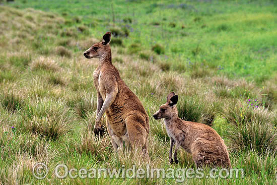 Eastern Grey Kangaroo Macropus giganteus photo Eastern Grey Kangaroo Macropus giganteus photo