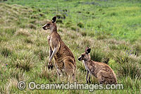 Eastern Grey Kangaroo Macropus giganteus Photo - Gary Bell